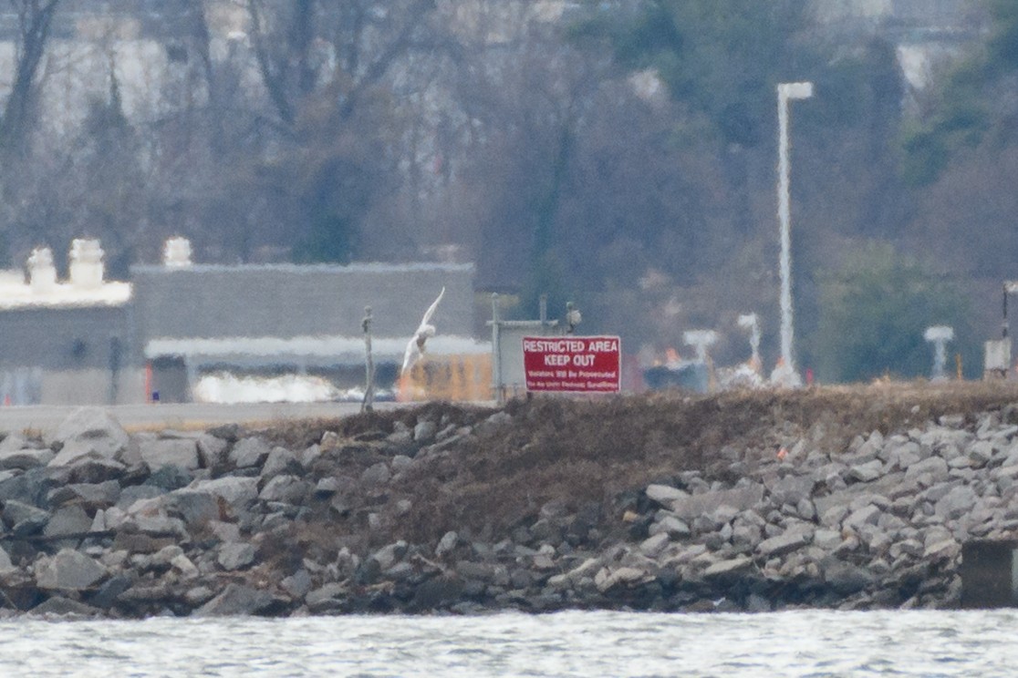 Snowy Owl - ML647648660