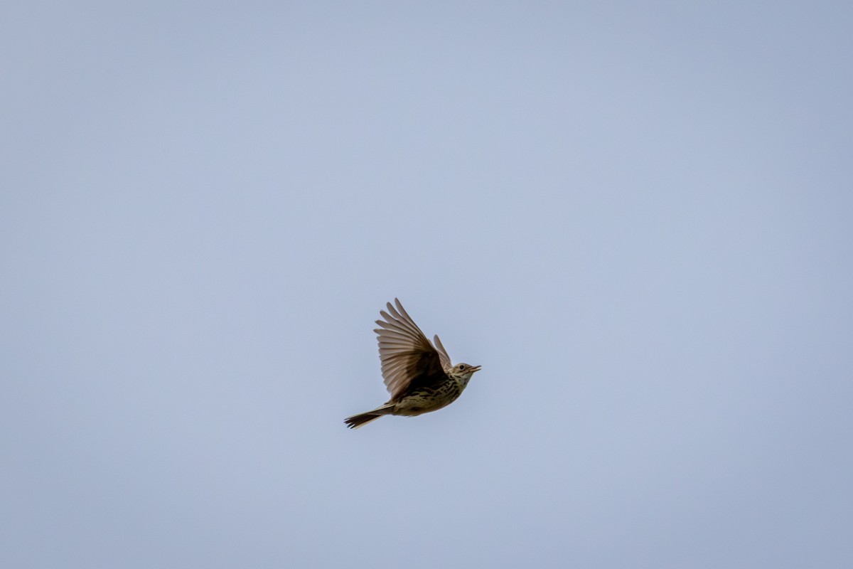 Bisbita Correndera (Islas Malvinas) - ML647648688