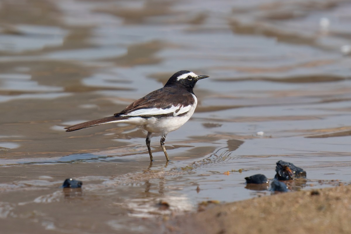 Lavandera India - ML647648693