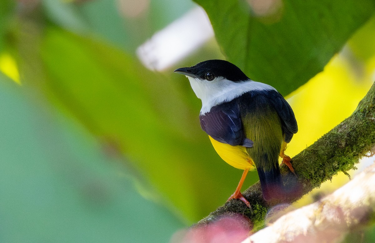 White-collared Manakin - ML647648698