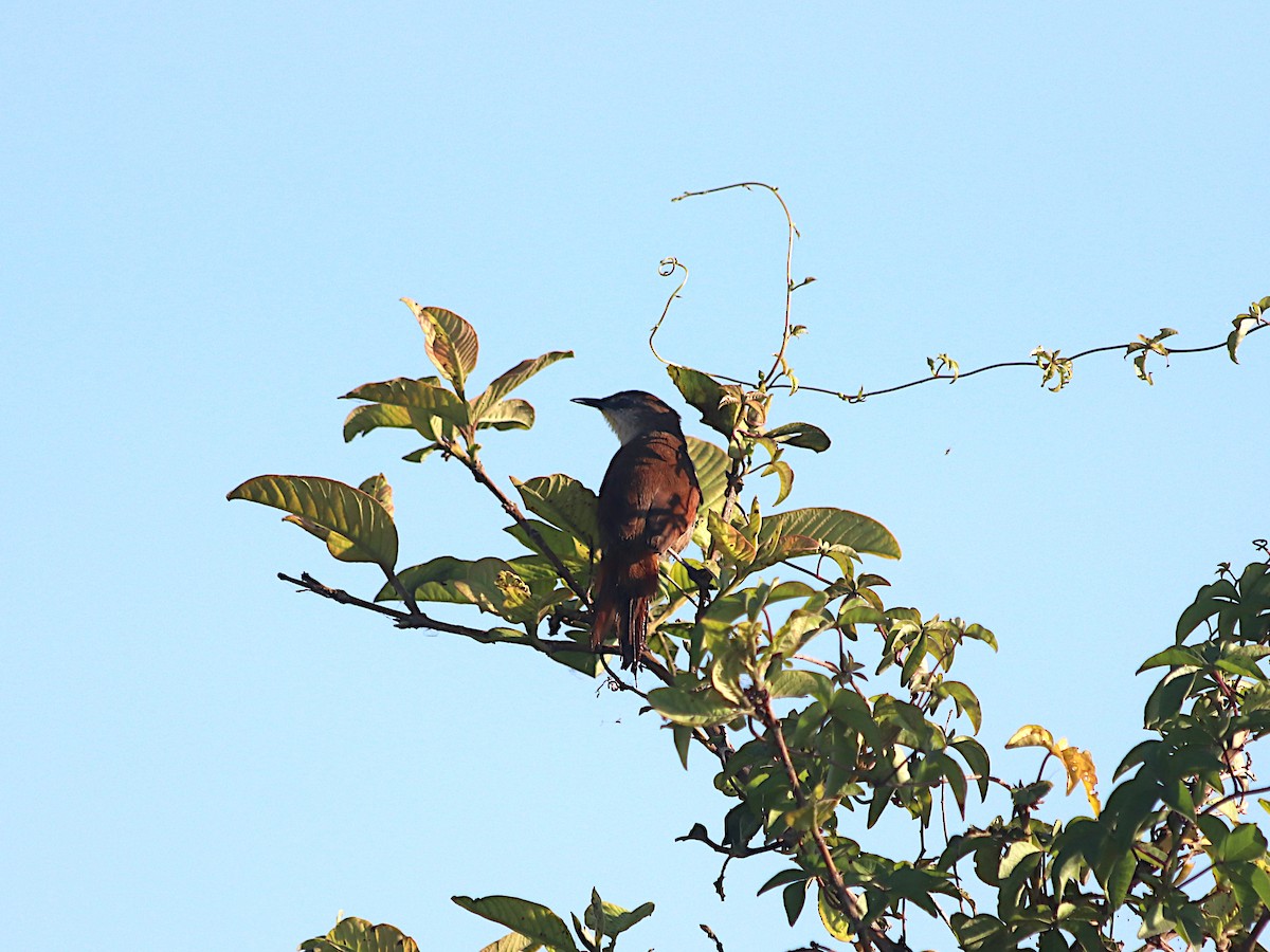 Yellow-chinned Spinetail - ML647648720