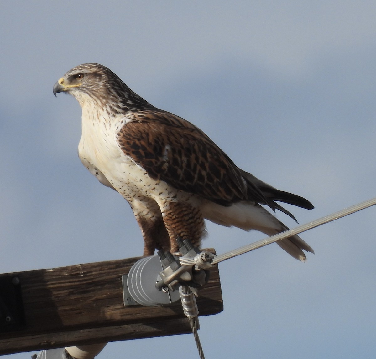 kongevåk - ML647648722