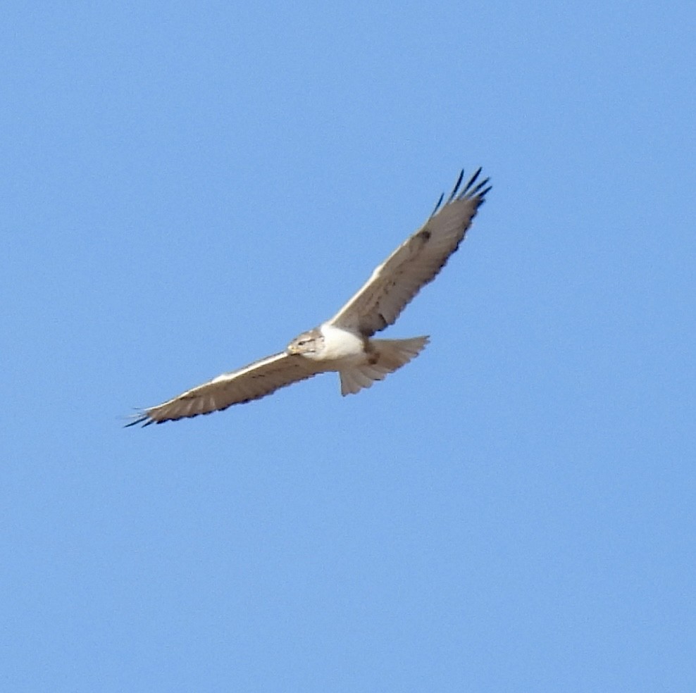 kongevåk - ML647648725