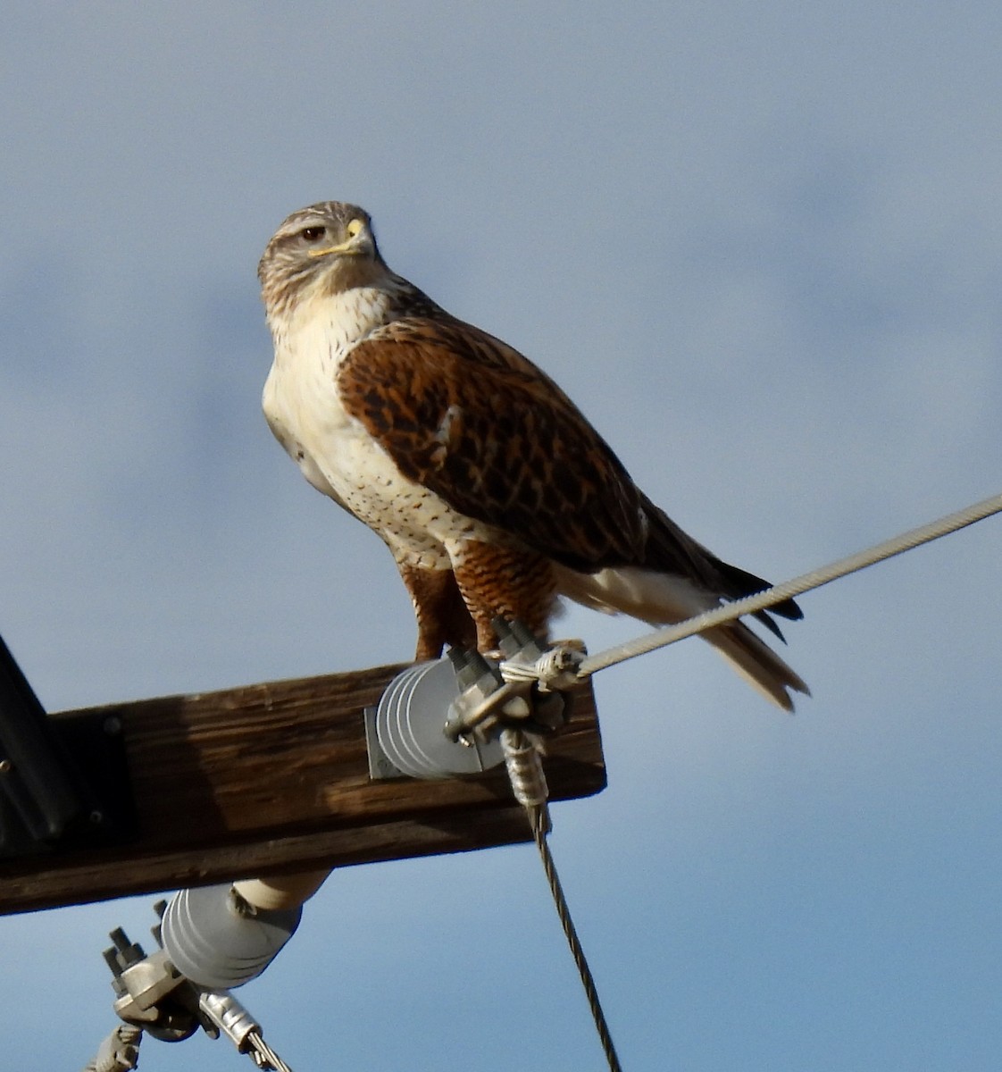 Ferruginous Hawk - ML647648726