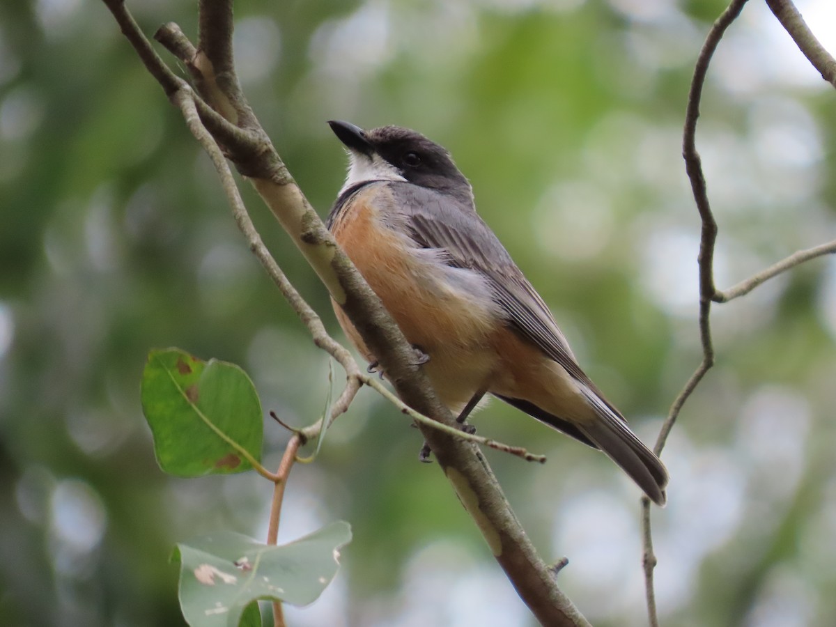 Rufous Whistler - ML647648728