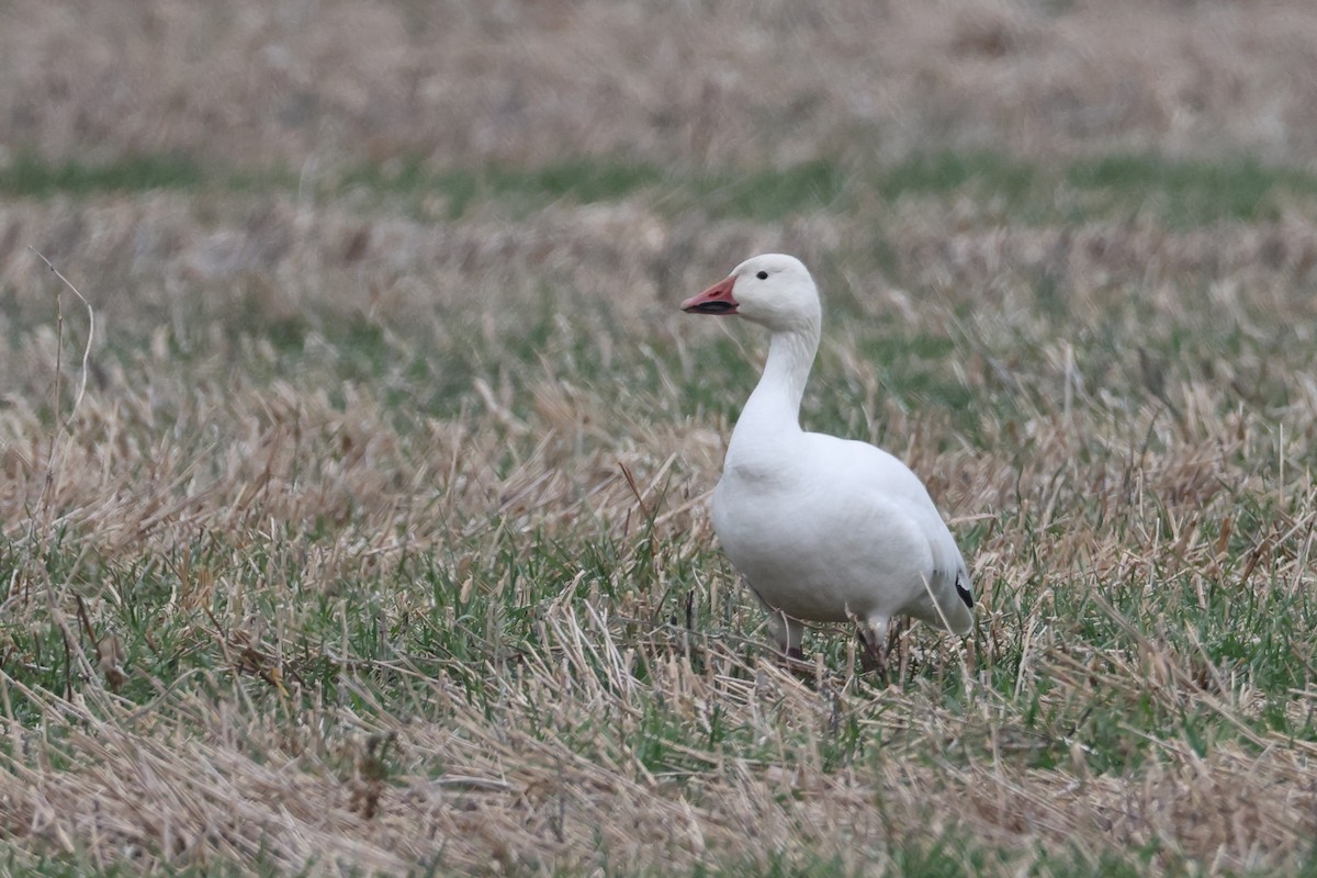 Snow Goose - ML647648729