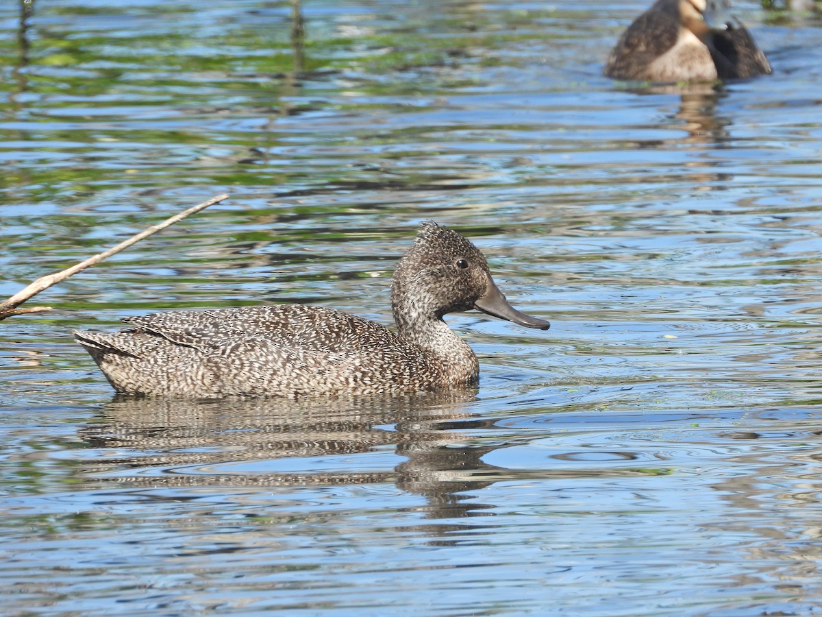 Freckled Duck - ML647648730