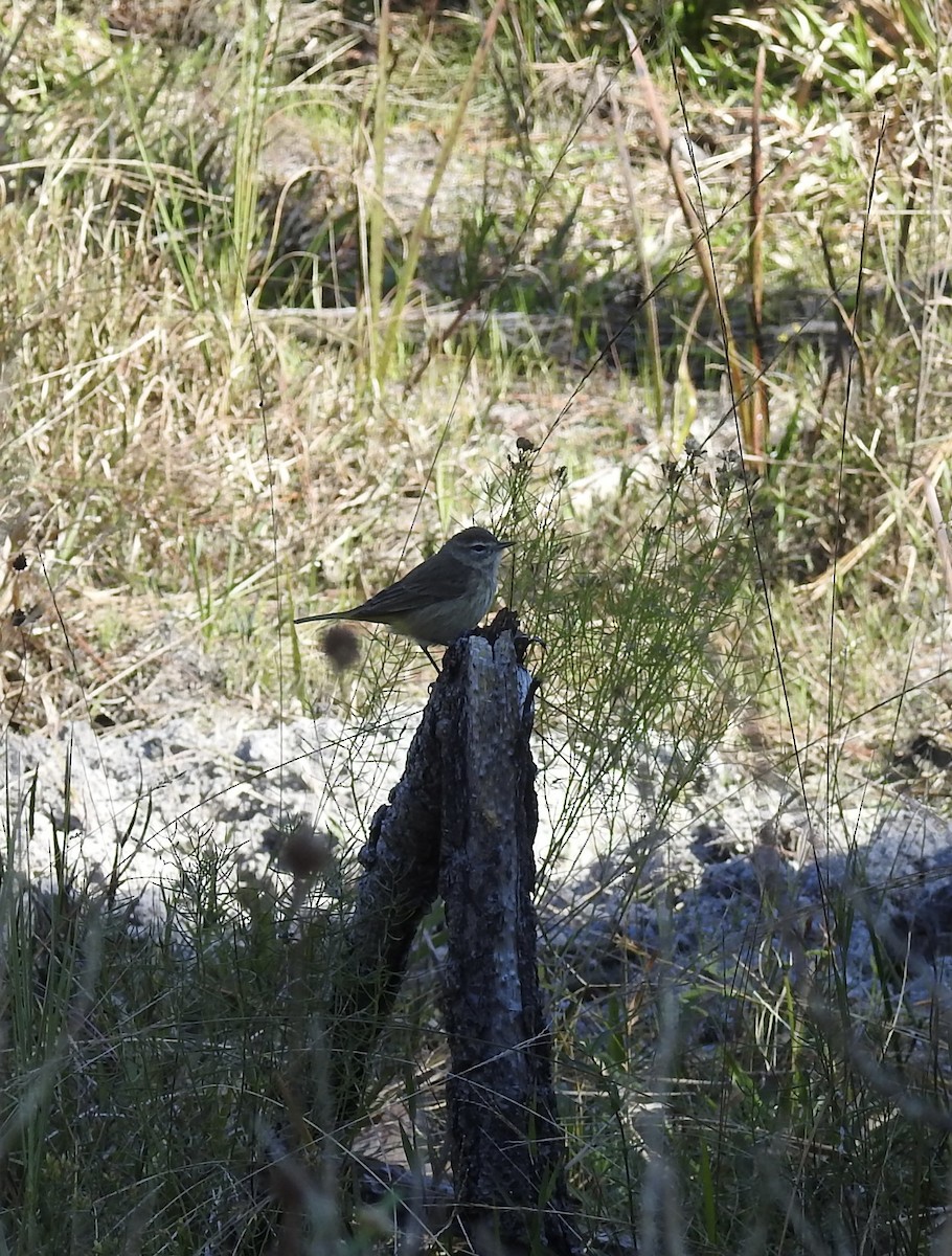 Palm Warbler - ML647648734