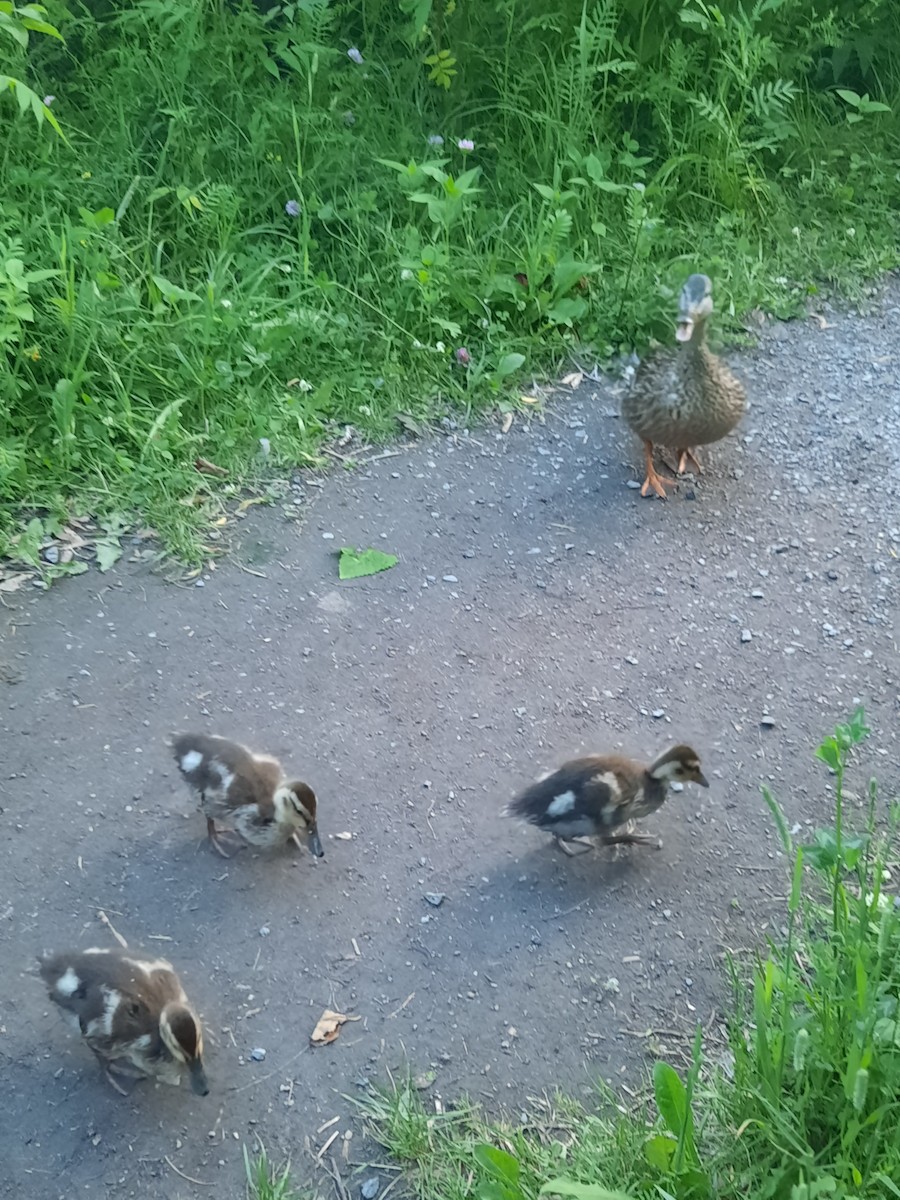 Mallard - ML647648736