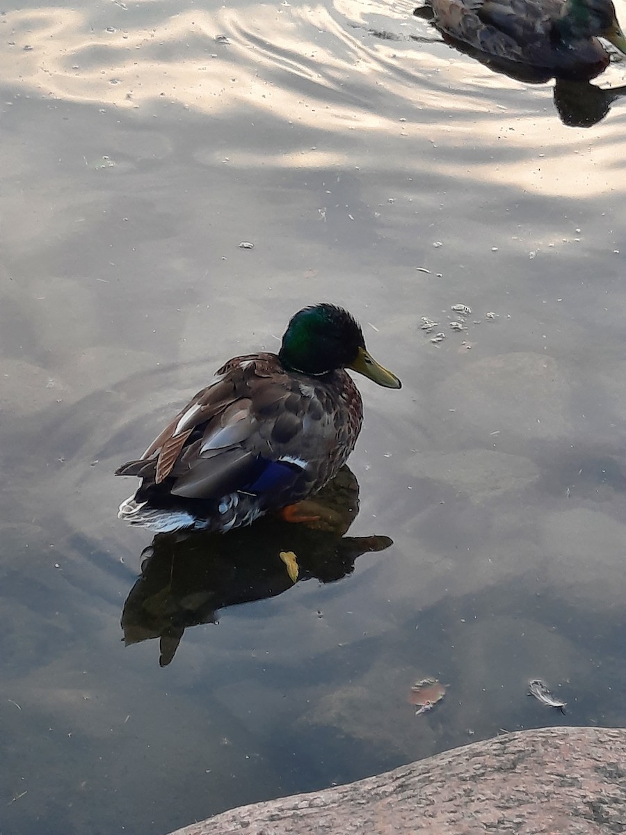 Mallard - ML647648737