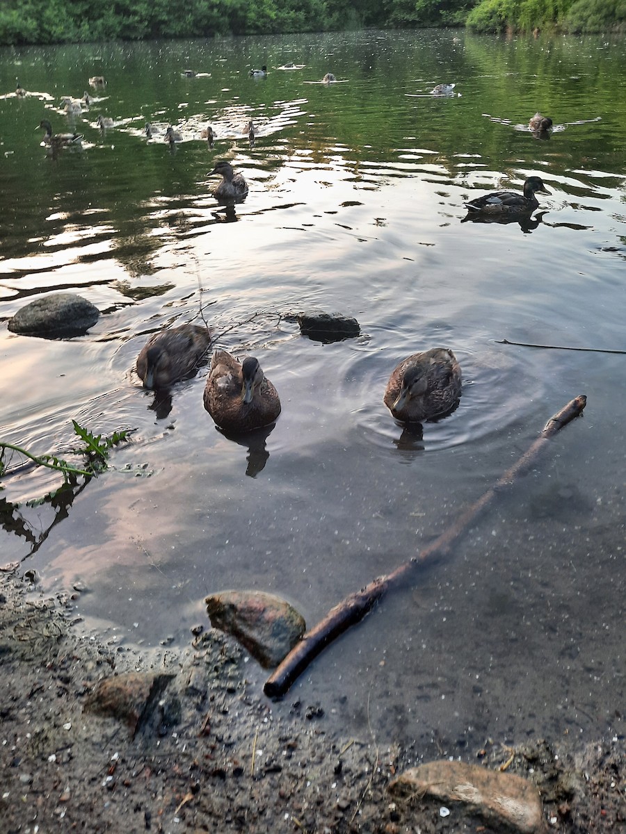 Mallard - ML647648738