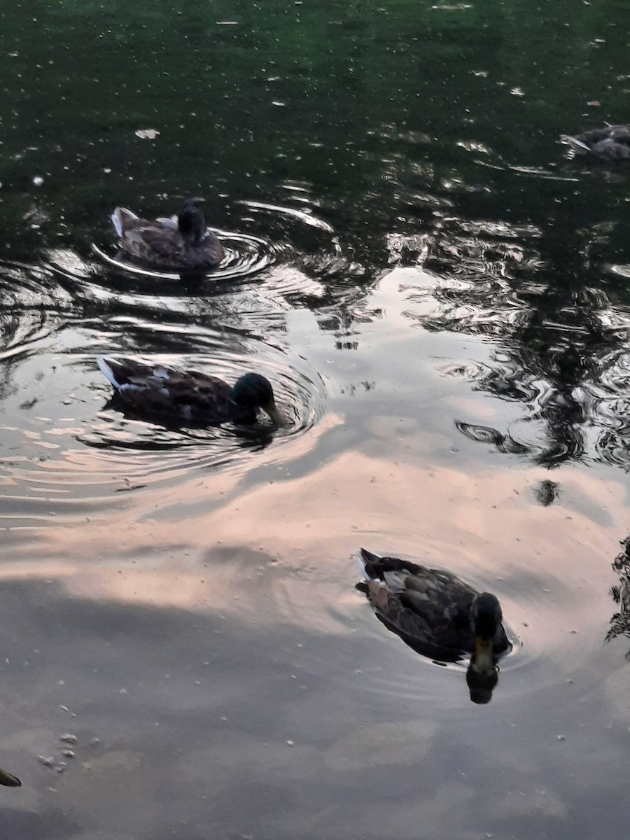 Mallard - ML647648739