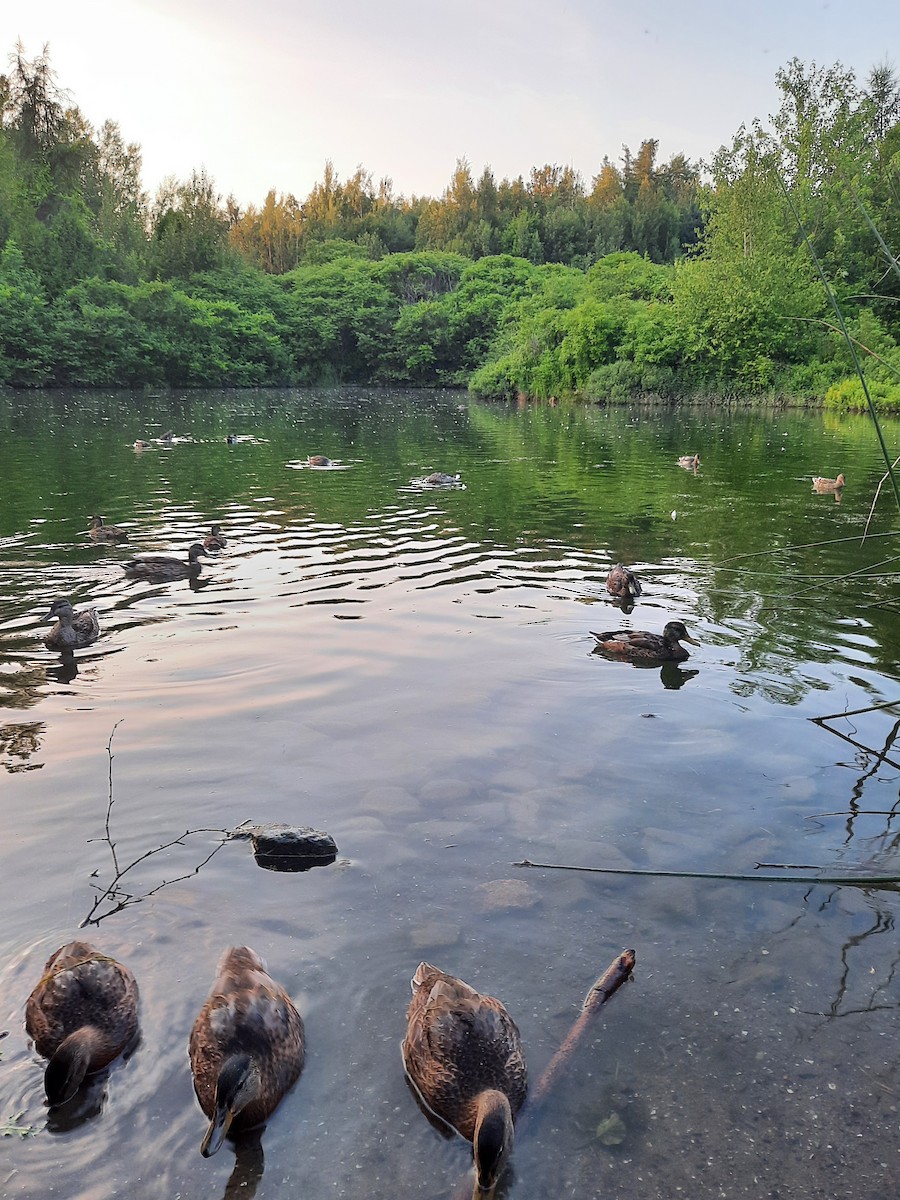 Mallard - ML647648740