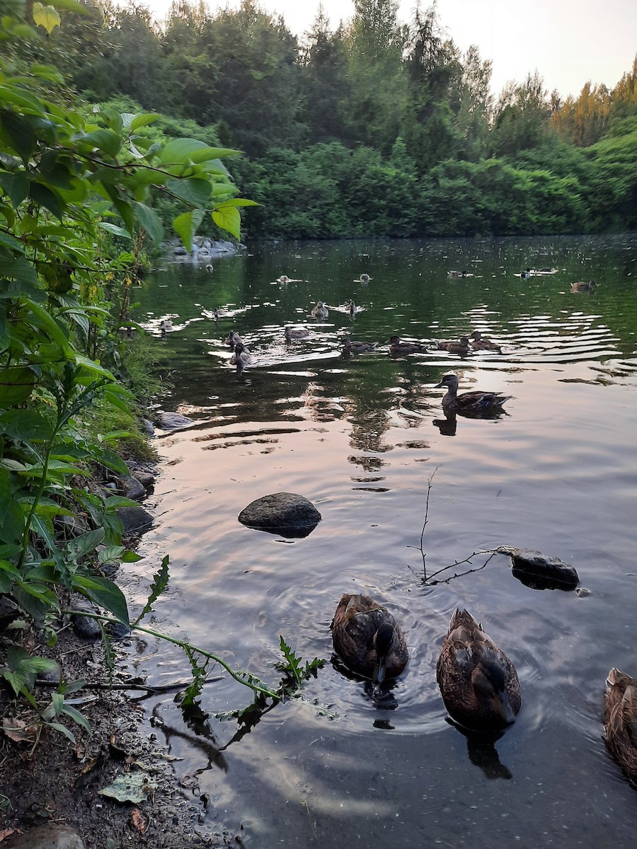 Mallard - ML647648741