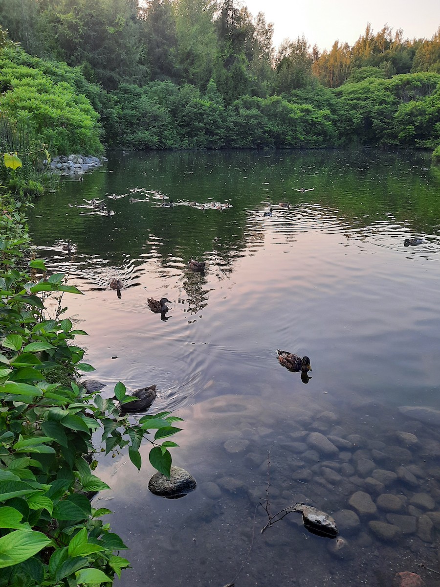 Mallard - ML647648742