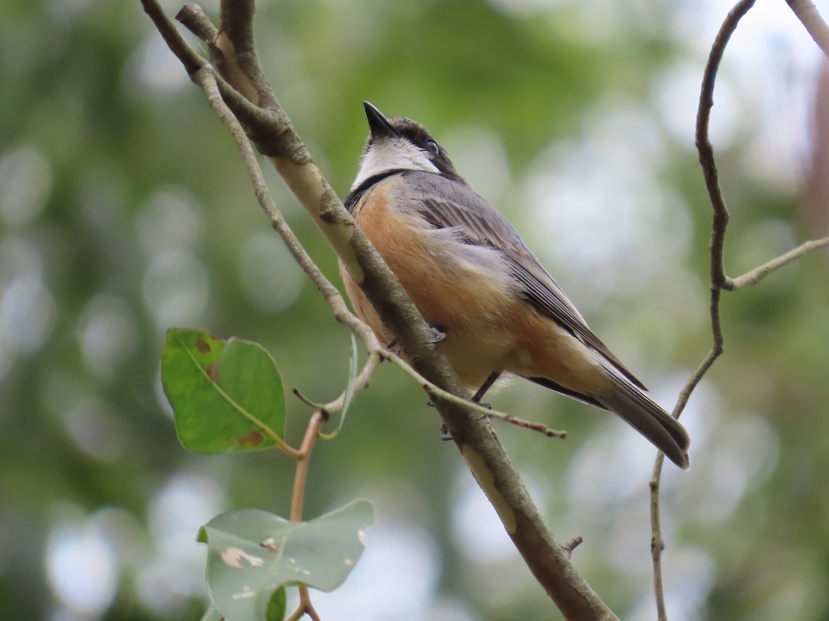 Rufous Whistler - ML647648743