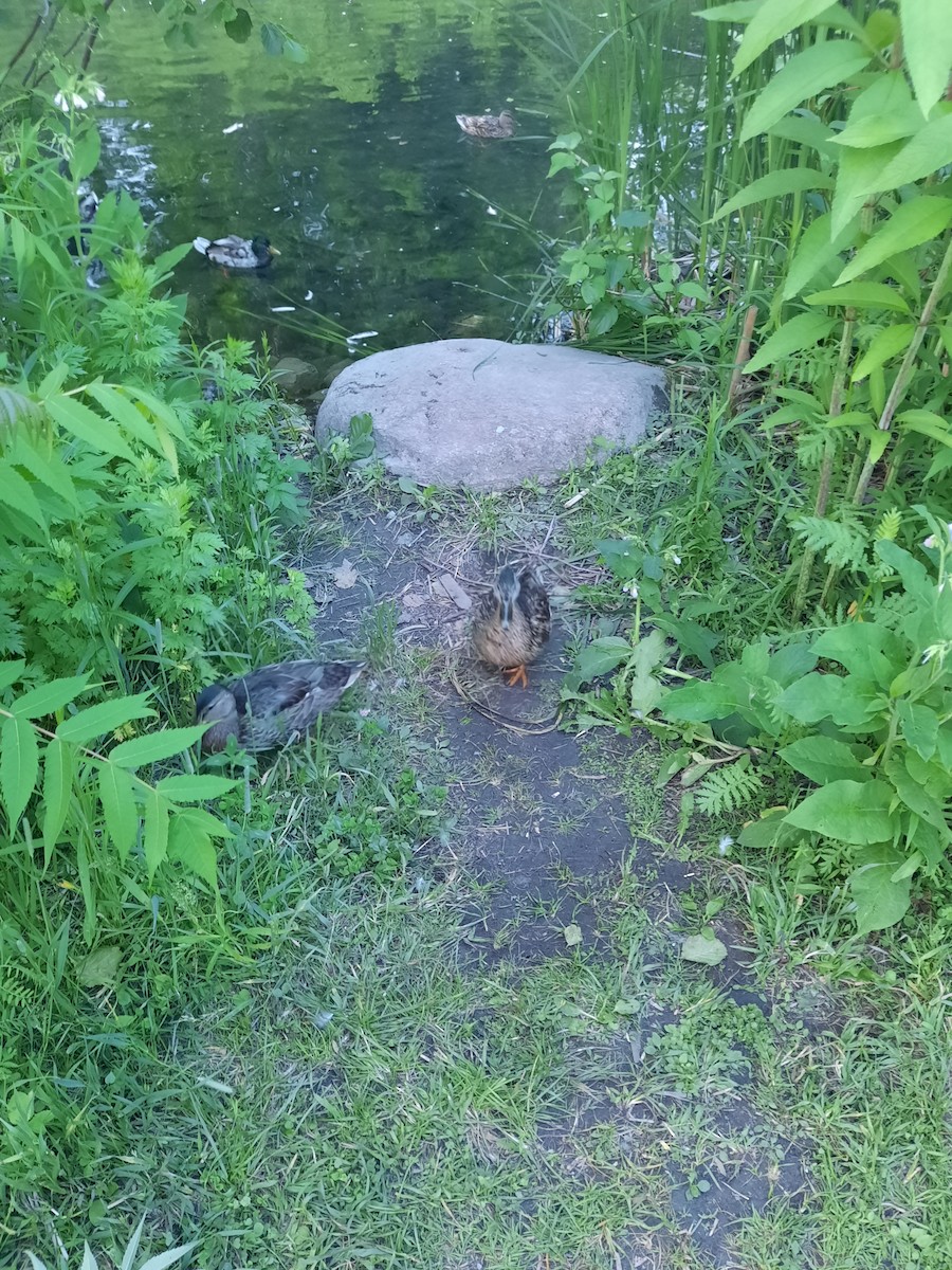 Mallard - ML647648744