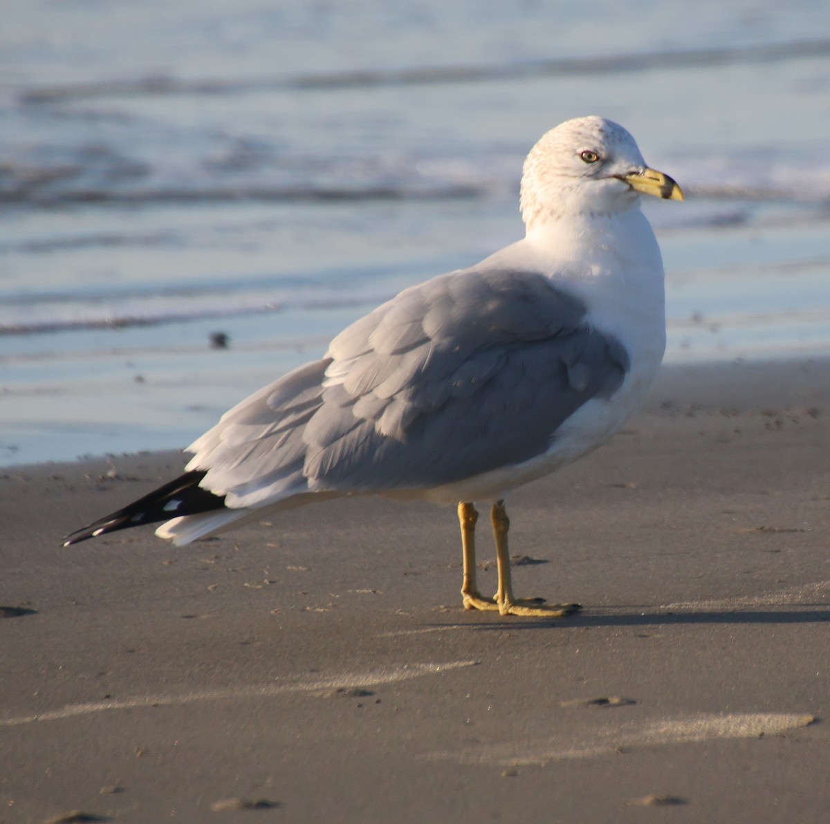 Ring-billed Gull - ML647648747