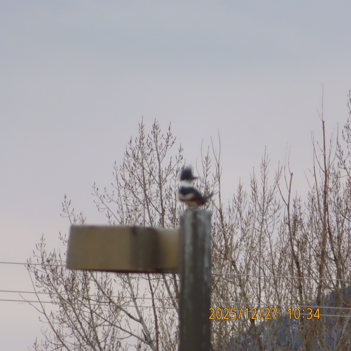 Belted Kingfisher - ML647648748