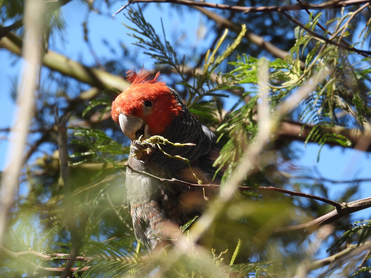Gang-gang Cockatoo - ML647648749