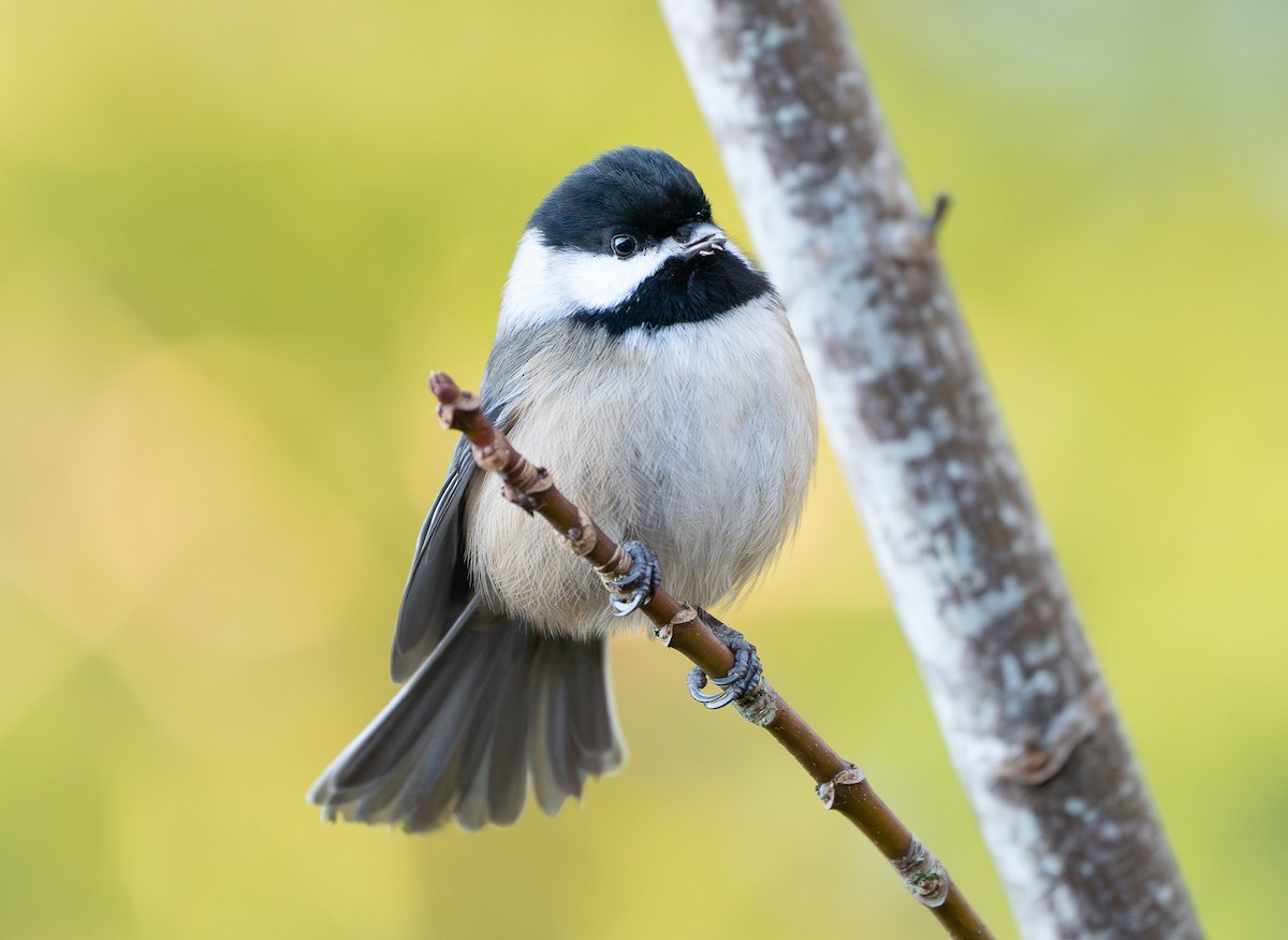 Black-capped Chickadee - ML647648750