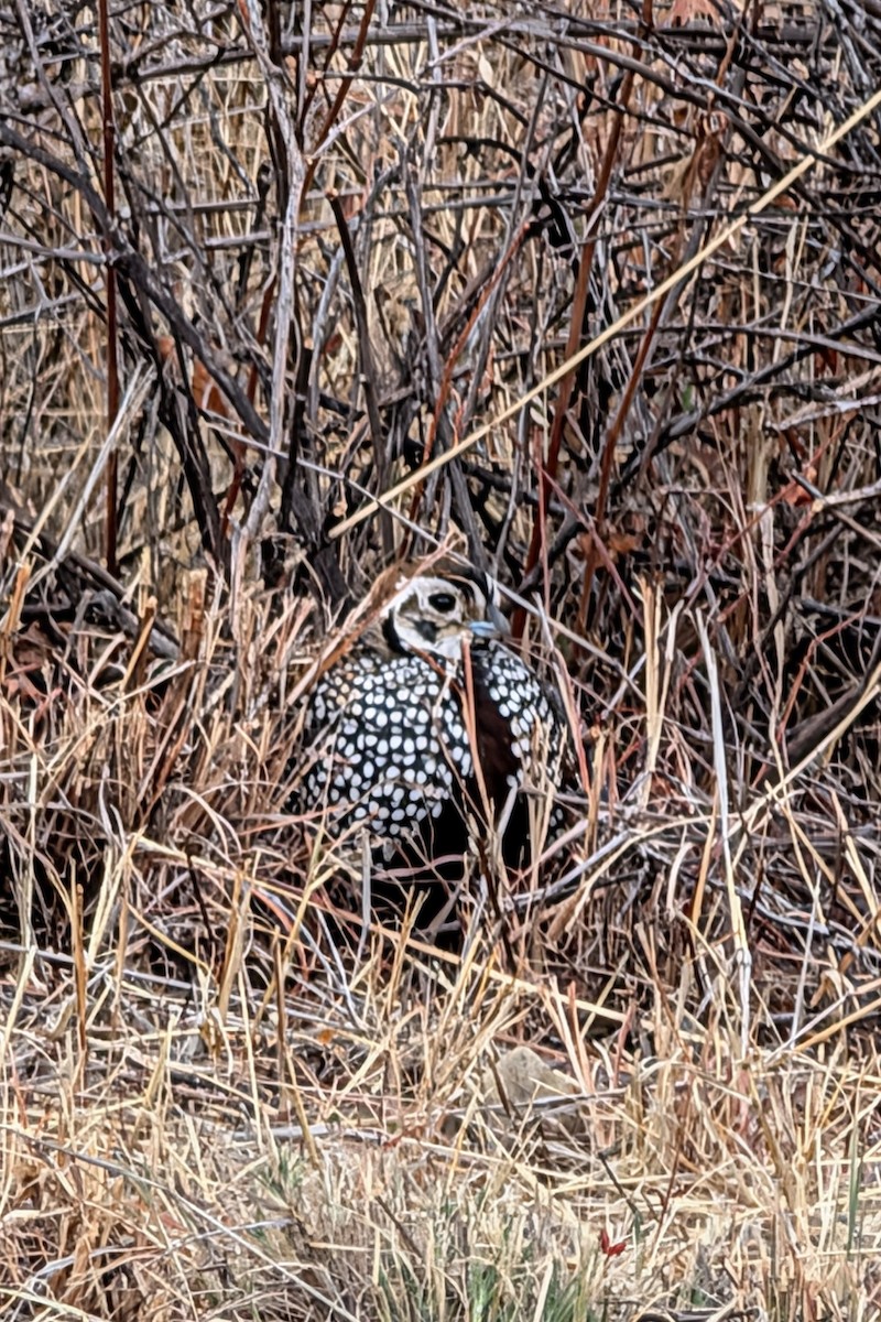 Montezuma Quail - ML647648751