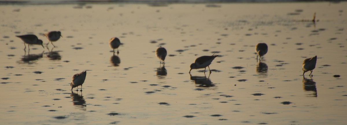 Sanderling - ML647648753