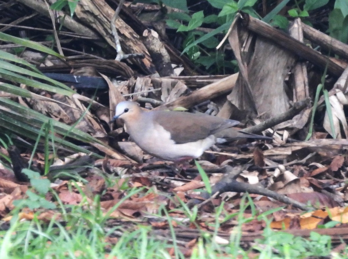 Gray-fronted Dove - ML647648755