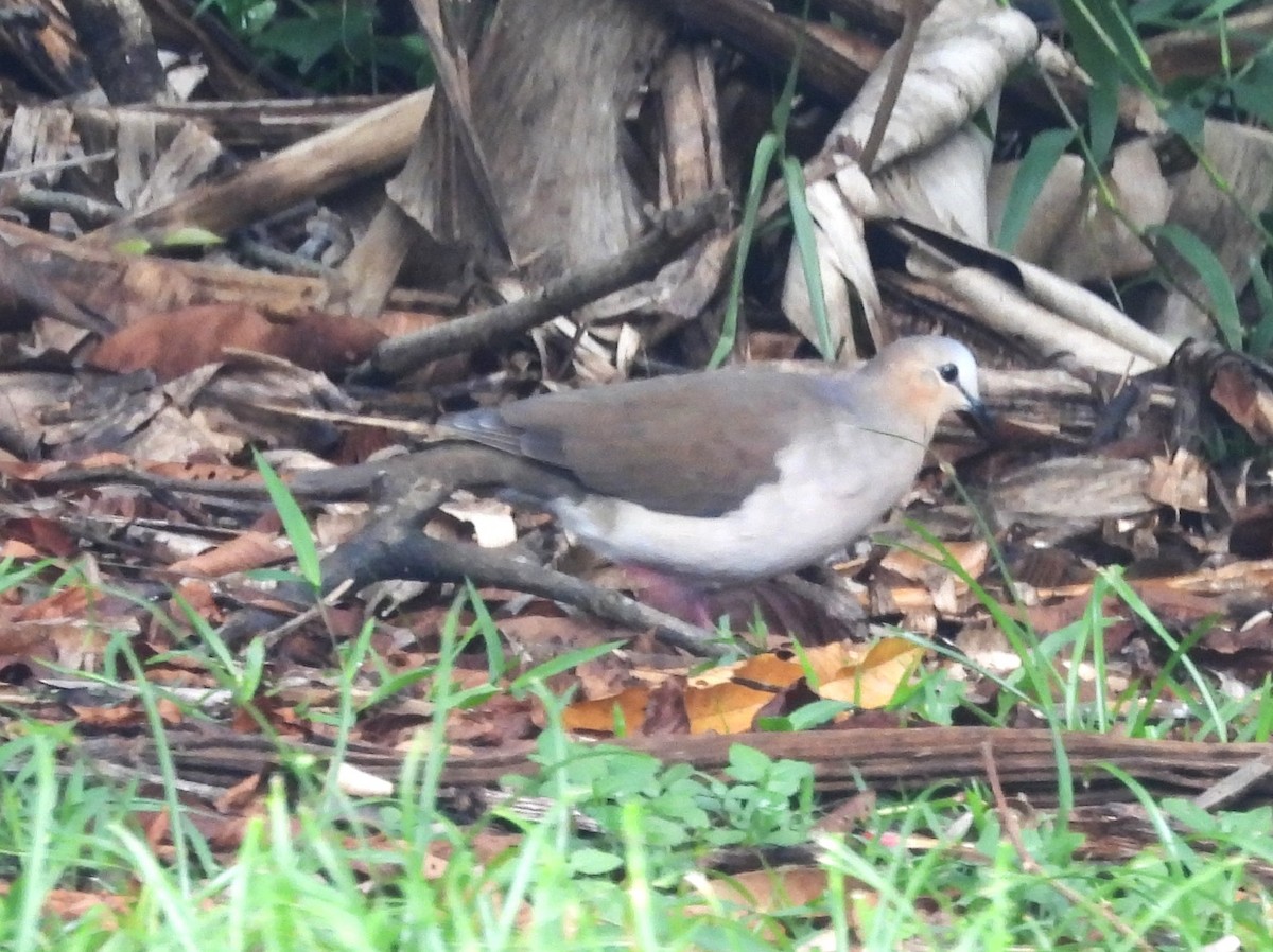Gray-fronted Dove - ML647648756