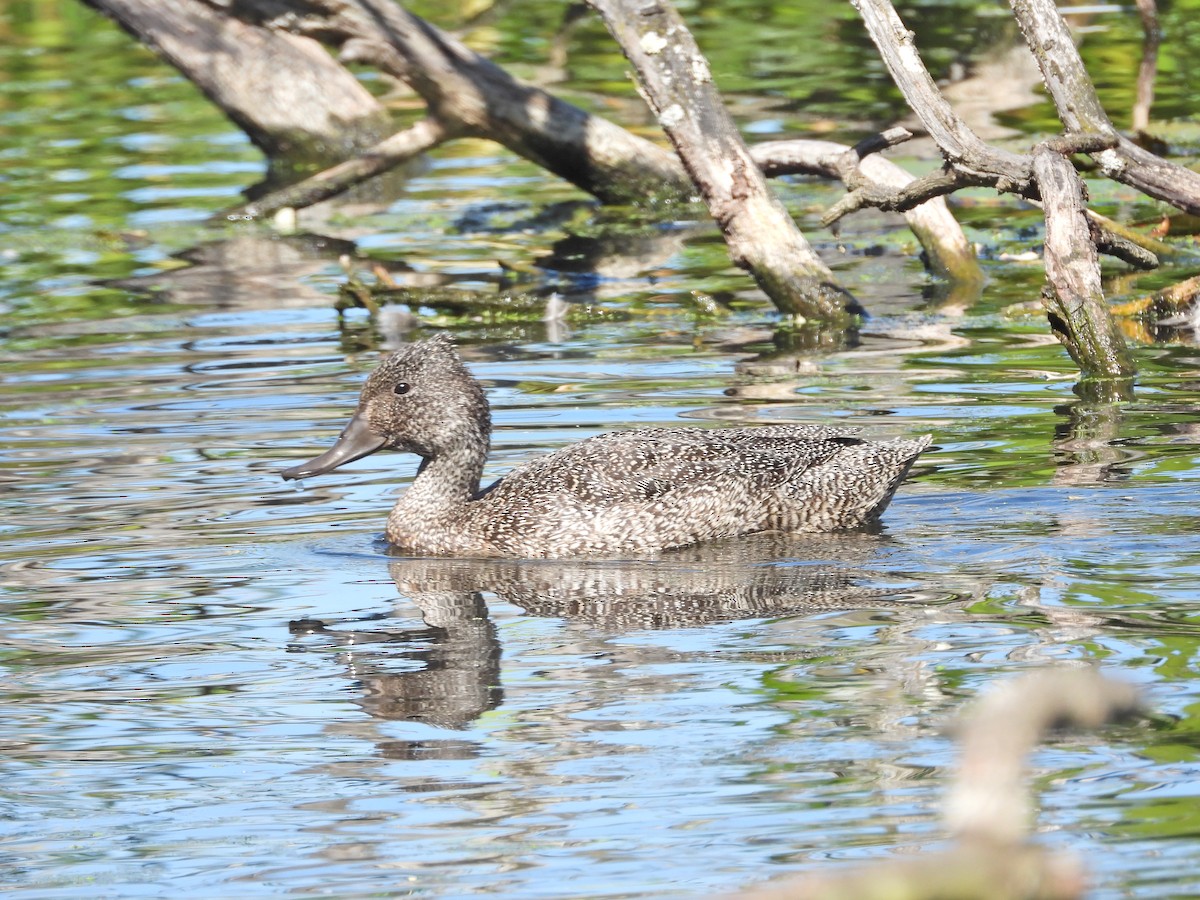 Freckled Duck - ML647648757