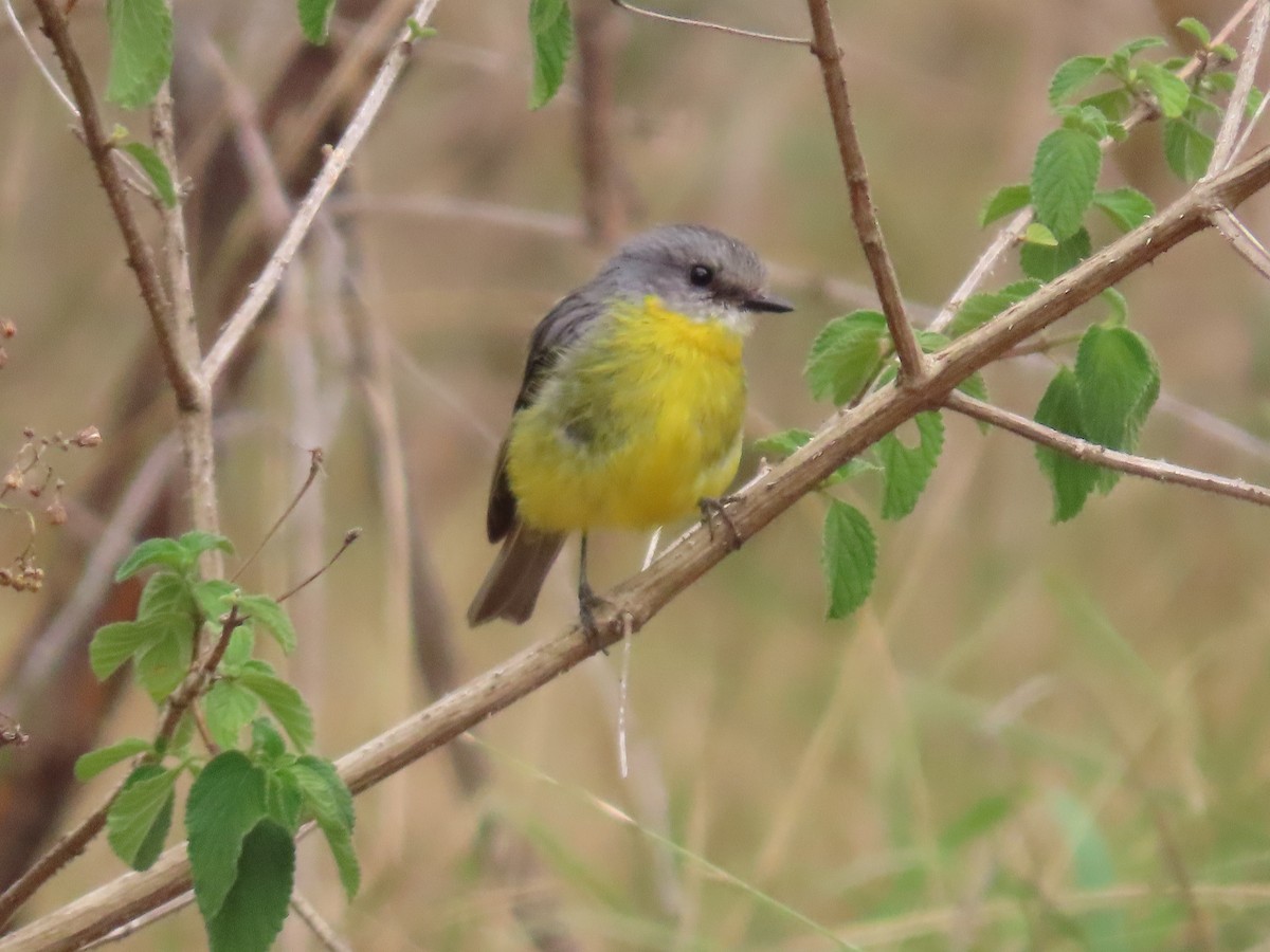 Eastern Yellow Robin - ML647648777
