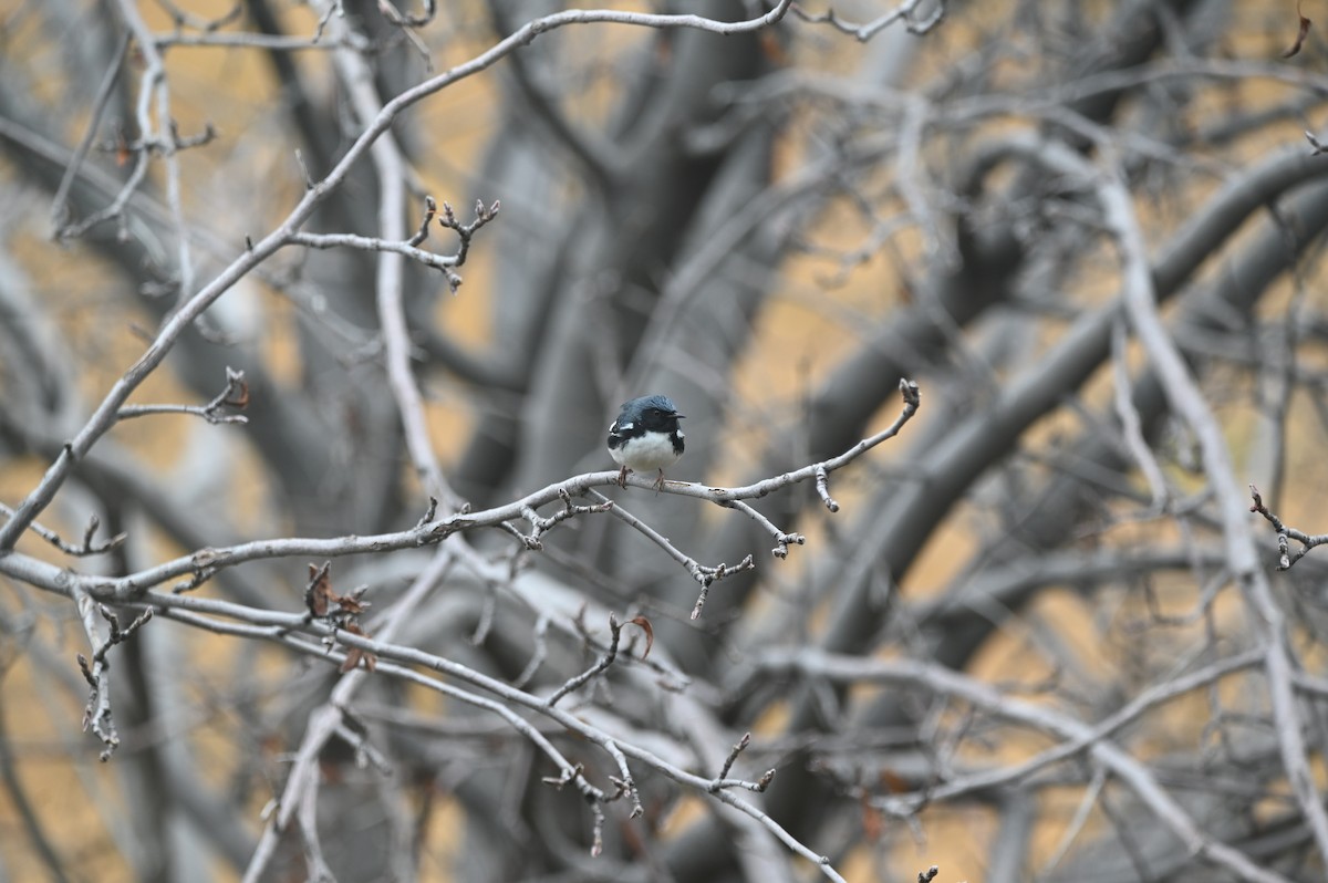 Black-throated Blue Warbler - ML647648792