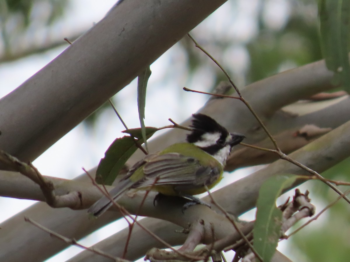 Eastern Shrike-tit - ML647648796