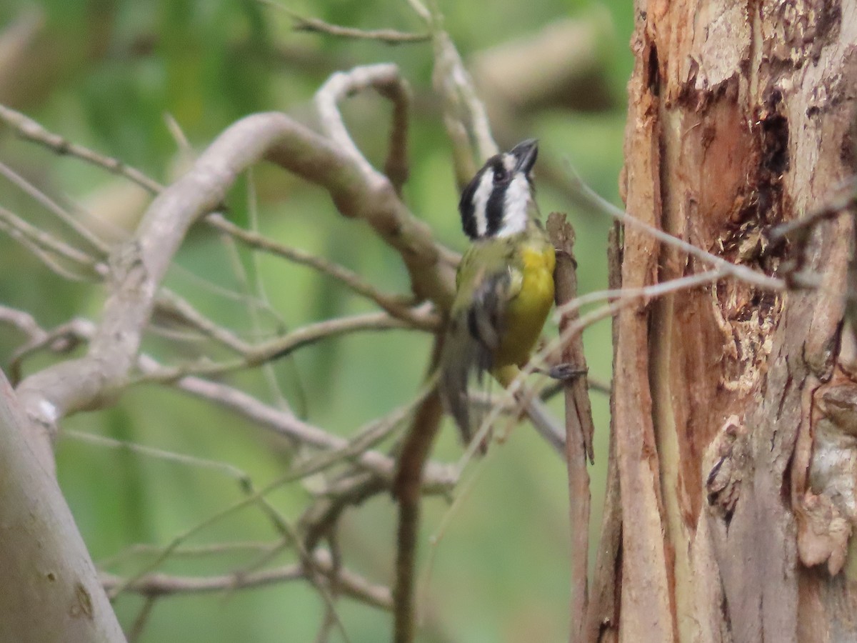 Eastern Shrike-tit - ML647648816