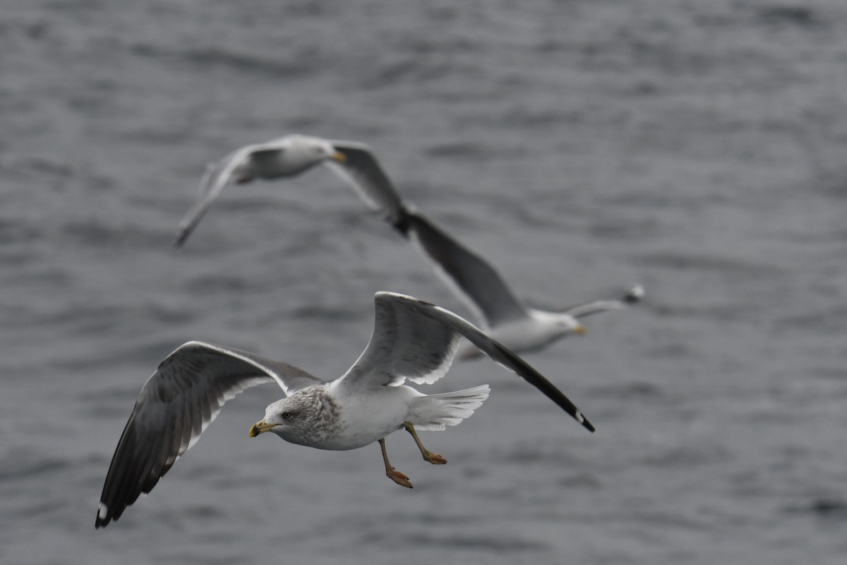 小黑背鷗 - ML647648818