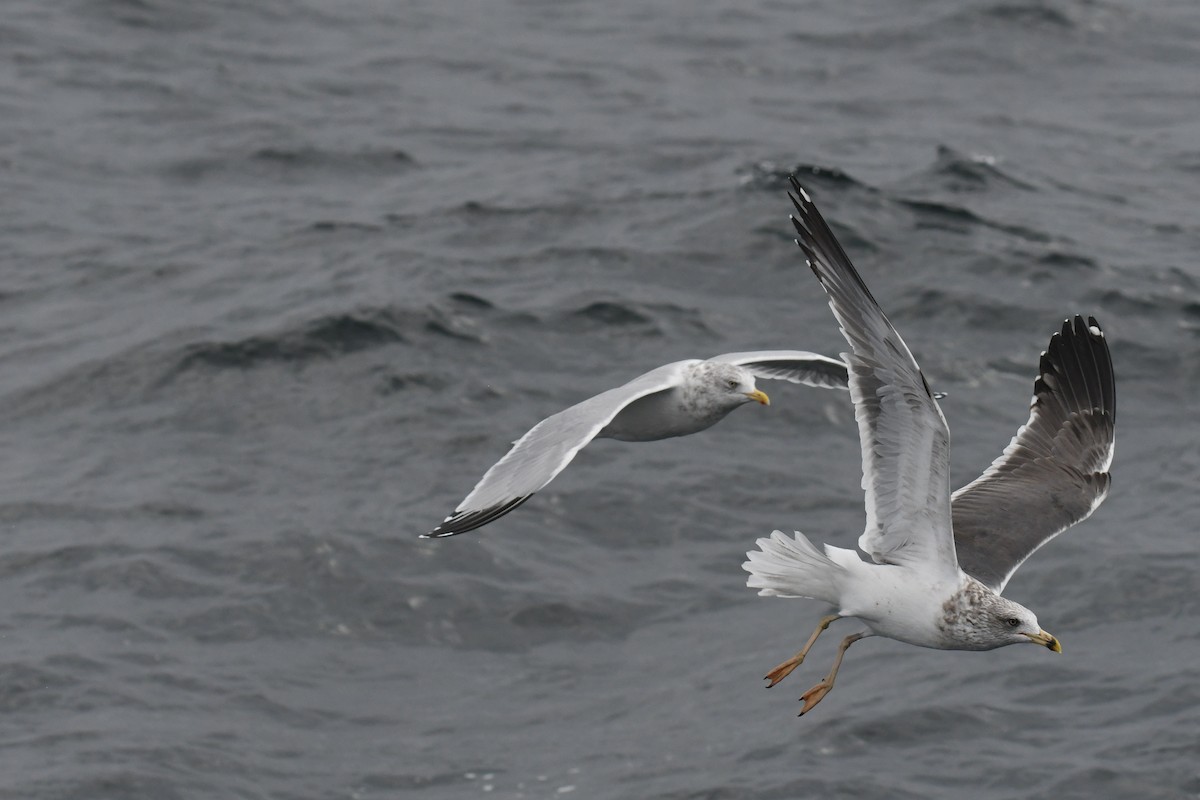 小黑背鷗 - ML647648819