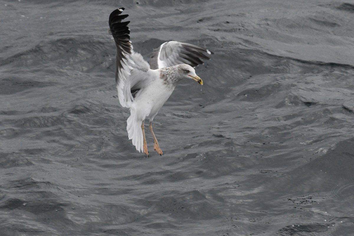 小黑背鷗 - ML647648821