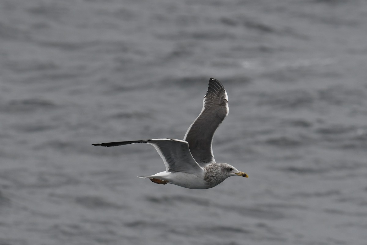 小黑背鷗 - ML647648823