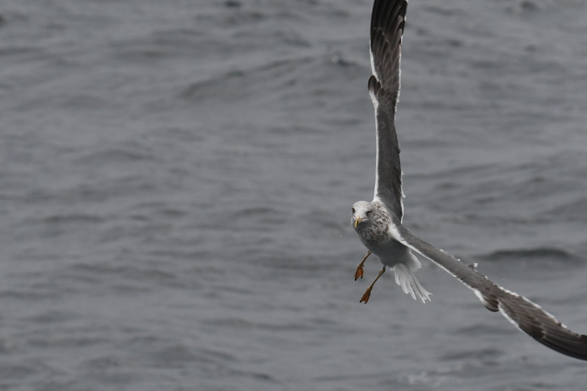 小黑背鷗 - ML647648824