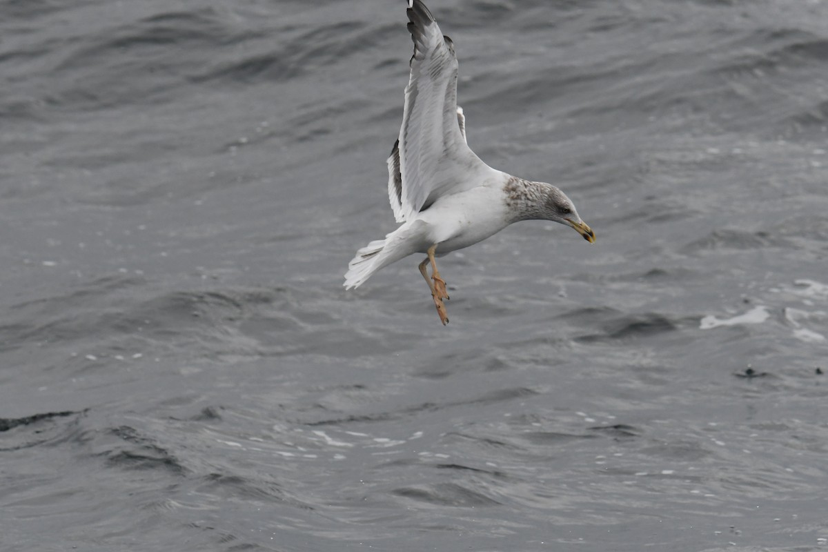 小黑背鷗 - ML647648827