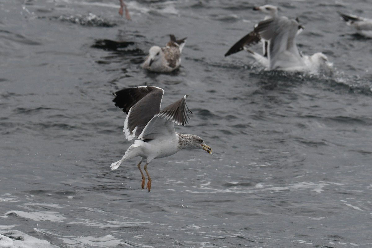 小黑背鷗 - ML647648831