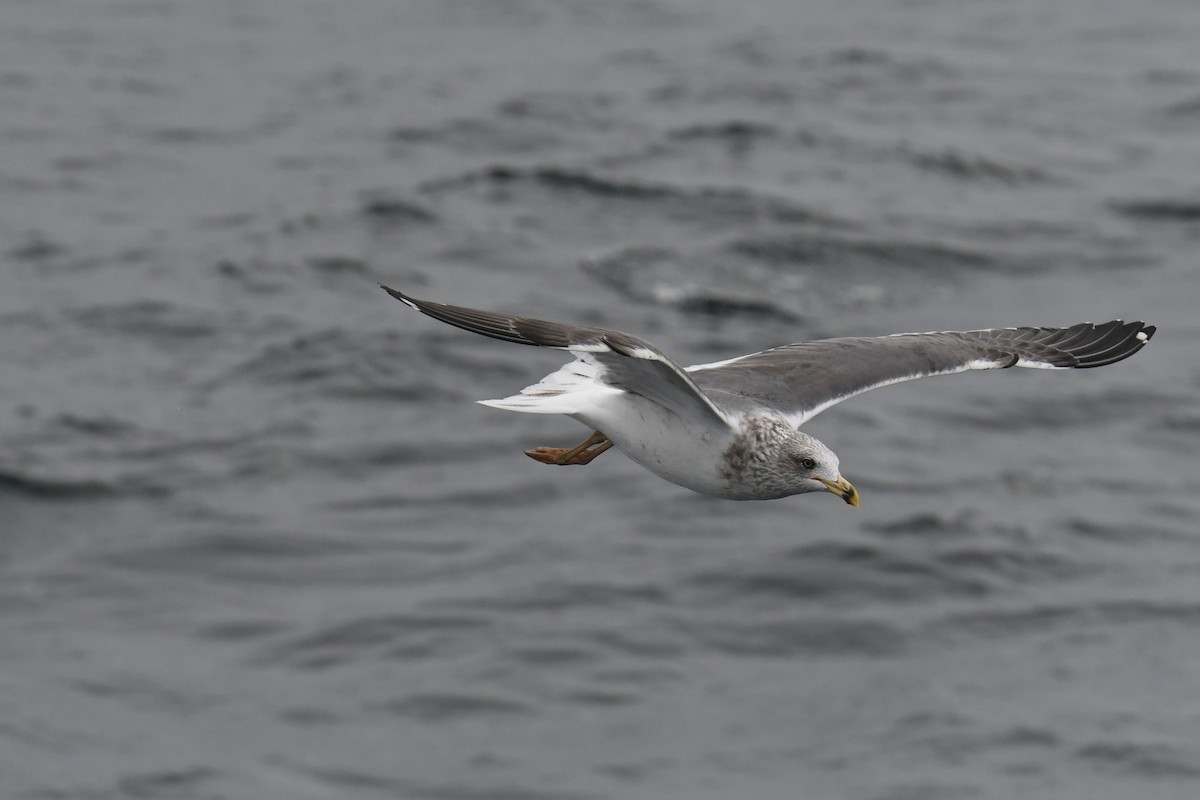 小黑背鷗 - ML647648832