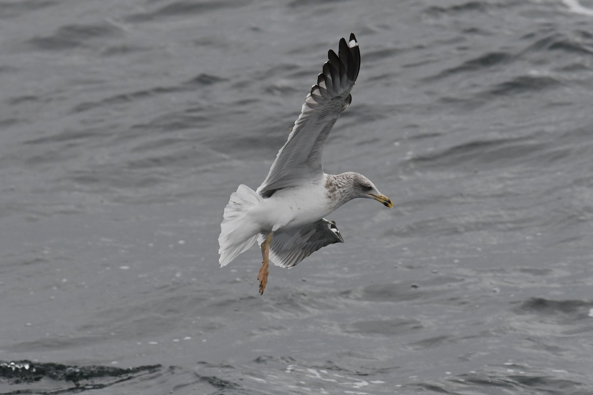 小黑背鷗 - ML647648833