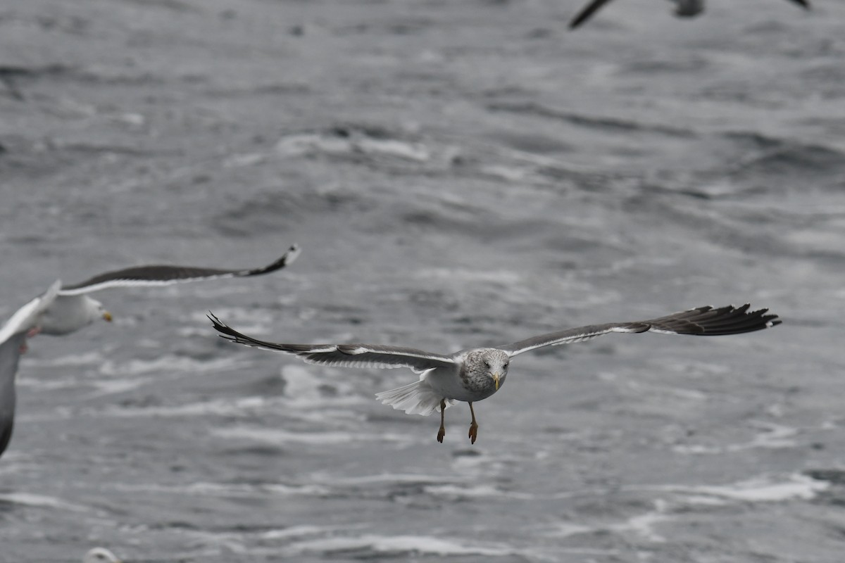 小黑背鷗 - ML647648834