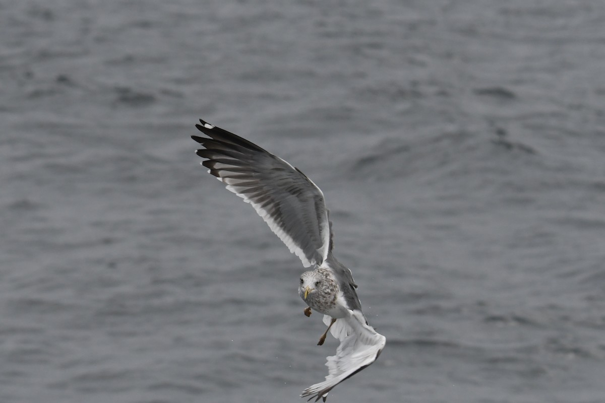 小黑背鷗 - ML647648835