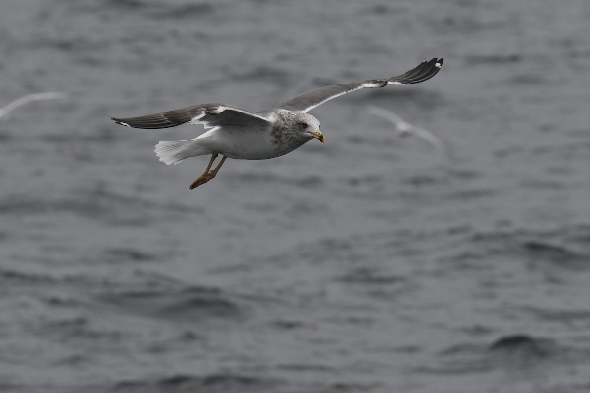 小黑背鷗 - ML647648836