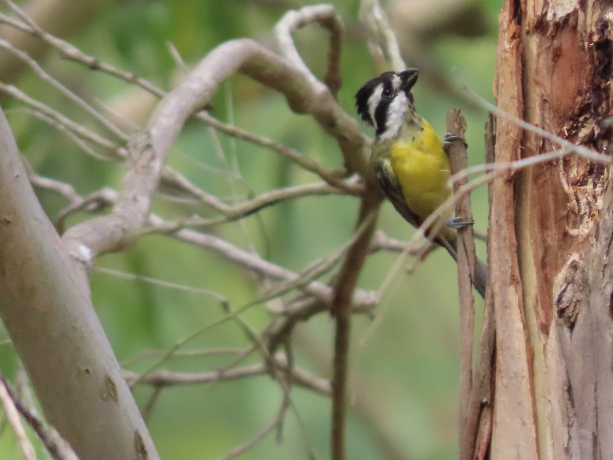 Eastern Shrike-tit - ML647648839