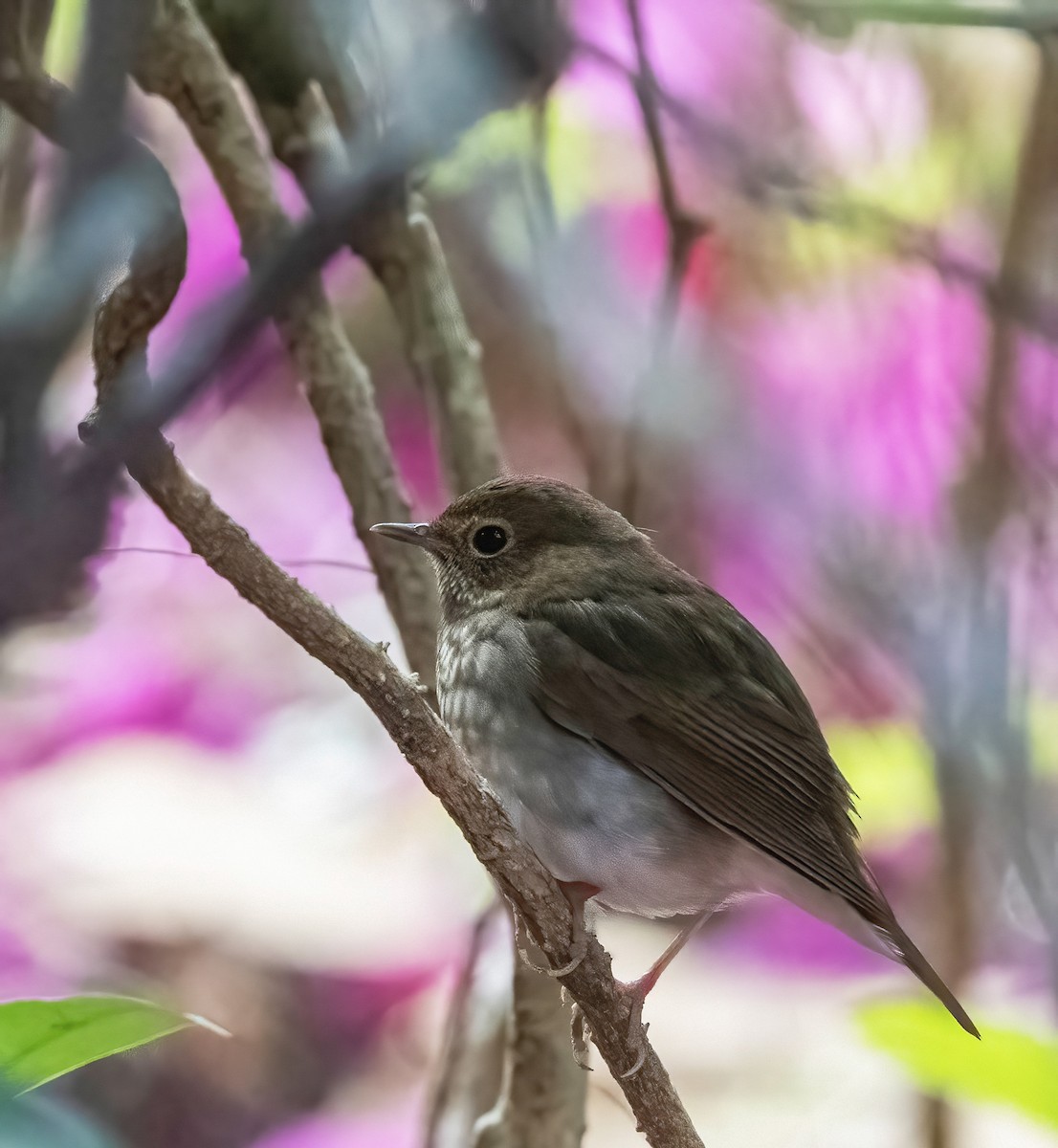 紅尾歌鴝 - ML647648840