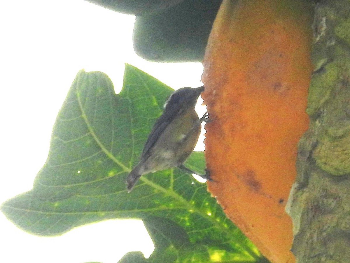 Sucrier à ventre jaune - ML647648841