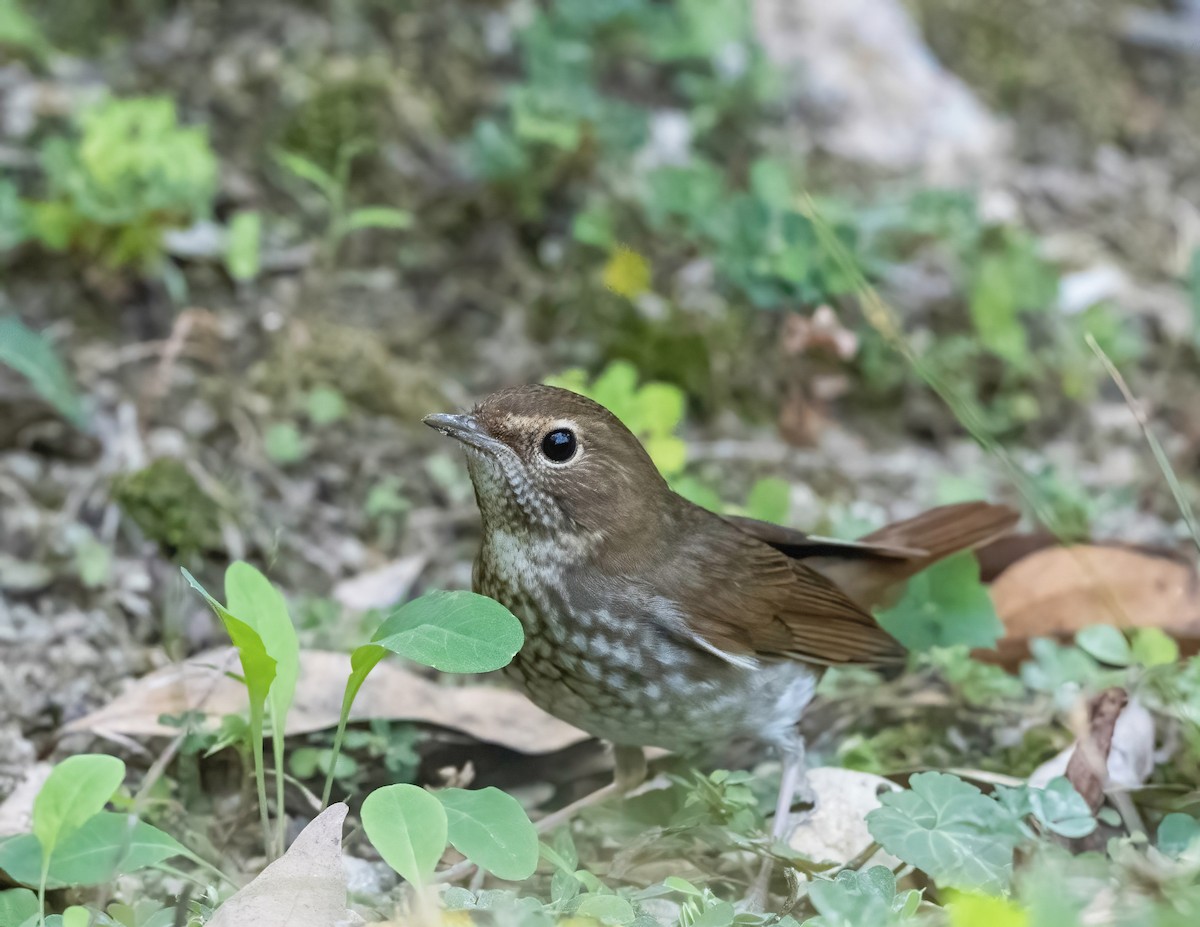 紅尾歌鴝 - ML647648842